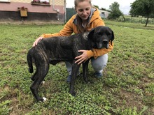 SABA4, Hund, Mischlingshund in Ungarn - Bild 5