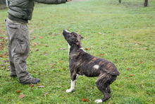 JERRY, Hund, Staffordshire Bull Terrier-Mix in Kroatien - Bild 3
