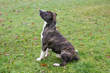 JERRY, Hund, Staffordshire Bull Terrier-Mix in Kroatien - Bild 4