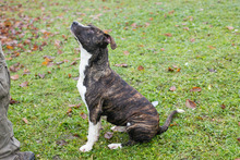 JERRY, Hund, Staffordshire Bull Terrier-Mix in Kroatien - Bild 5
