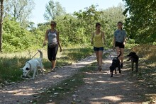 MOTTE, Hund, Mischlingshund in Ungarn - Bild 5