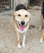 ANNI, Hund, Mischlingshund in Griechenland - Bild 1