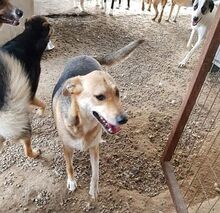 ANNI, Hund, Mischlingshund in Griechenland - Bild 3