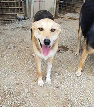 ANNI, Hund, Mischlingshund in Griechenland - Bild 4