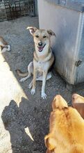 ANNI, Hund, Mischlingshund in Griechenland - Bild 6