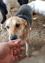 ANNI, Hund, Mischlingshund in Griechenland - Bild 7