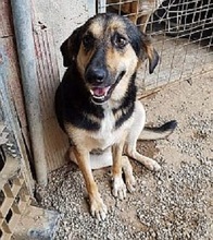 MALU, Hund, Mischlingshund in Griechenland - Bild 1
