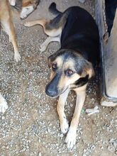MALU, Hund, Mischlingshund in Griechenland - Bild 3