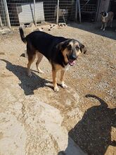 MALU, Hund, Mischlingshund in Griechenland - Bild 4