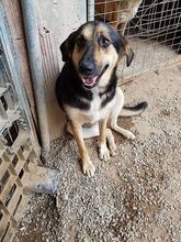 MALU, Hund, Mischlingshund in Griechenland - Bild 5