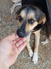 MALU, Hund, Mischlingshund in Griechenland - Bild 7