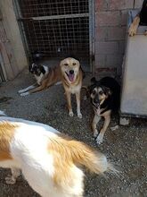 MALU, Hund, Mischlingshund in Griechenland - Bild 8