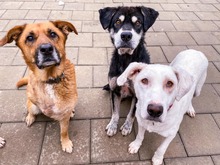 ODIN, Hund, Mischlingshund in Slowakische Republik - Bild 10
