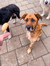 ODIN, Hund, Mischlingshund in Slowakische Republik - Bild 12