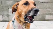 ODIN, Hund, Mischlingshund in Slowakische Republik - Bild 13