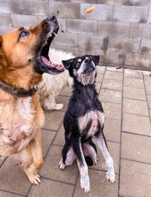 ODIN, Hund, Mischlingshund in Slowakische Republik - Bild 14