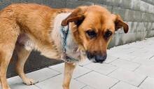 ODIN, Hund, Mischlingshund in Slowakische Republik - Bild 17