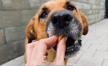 ODIN, Hund, Mischlingshund in Slowakische Republik - Bild 2