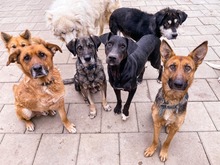 ODIN, Hund, Mischlingshund in Slowakische Republik - Bild 20
