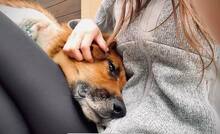 ODIN, Hund, Mischlingshund in Slowakische Republik - Bild 3