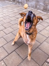 ODIN, Hund, Mischlingshund in Slowakische Republik - Bild 5