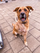 ODIN, Hund, Mischlingshund in Slowakische Republik - Bild 7