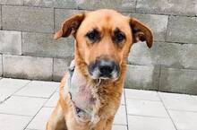 ODIN, Hund, Mischlingshund in Slowakische Republik - Bild 8