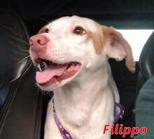 FILIPPO, Hund, Mischlingshund in Italien - Bild 5