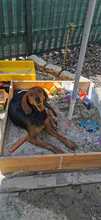 THALIA, Hund, Mischlingshund in Biebertal - Bild 6
