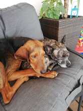 THALIA, Hund, Mischlingshund in Biebertal - Bild 7