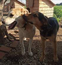 LOXADRA, Hund, Mischlingshund in Griechenland - Bild 1