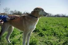 LOXADRA, Hund, Mischlingshund in Griechenland - Bild 2