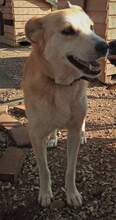LOXADRA, Hund, Mischlingshund in Griechenland - Bild 4