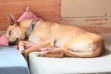 DETROIT, Hund, Mischlingshund in Spanien - Bild 10