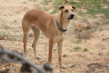 DETROIT, Hund, Mischlingshund in Spanien - Bild 12