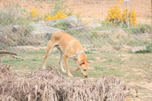 DETROIT, Hund, Mischlingshund in Spanien - Bild 13