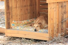 DETROIT, Hund, Mischlingshund in Spanien - Bild 15