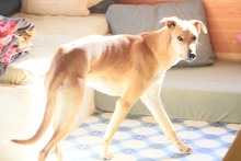 DETROIT, Hund, Mischlingshund in Spanien - Bild 17