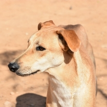 DETROIT, Hund, Mischlingshund in Spanien - Bild 19