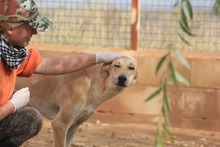 DETROIT, Hund, Mischlingshund in Spanien - Bild 2