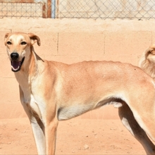 DETROIT, Hund, Mischlingshund in Spanien - Bild 20