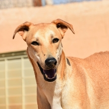 DETROIT, Hund, Mischlingshund in Spanien - Bild 23