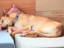 DETROIT, Hund, Mischlingshund in Spanien - Bild 24