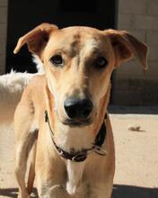 DETROIT, Hund, Mischlingshund in Spanien - Bild 26