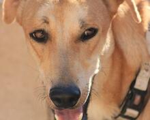 DETROIT, Hund, Mischlingshund in Spanien - Bild 29