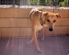 DETROIT, Hund, Mischlingshund in Spanien - Bild 30