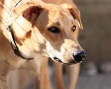DETROIT, Hund, Mischlingshund in Spanien - Bild 32