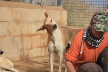 DETROIT, Hund, Mischlingshund in Spanien - Bild 4