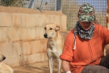 DETROIT, Hund, Mischlingshund in Spanien - Bild 5