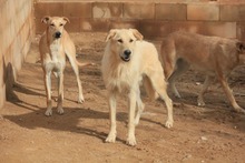 DETROIT, Hund, Mischlingshund in Spanien - Bild 6